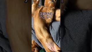 【イヌの寝姿】ダックスの寝方基本編【ミニチュアダックス子犬】