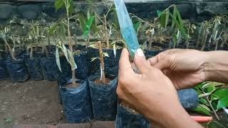 Cara Grafting/Okulasi bonggol Durian