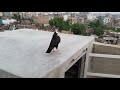 mukhi fancy pigeon । mukhi kabootar ke jode । top 10 fancy kabootar । मुखी कबूतर के जोड़े।