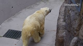 堀に降りて投げ入れを待つデナリ~Polar Bear