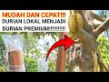 Top working durian lokal besar, solusi cepat mendapatkan durian unggul