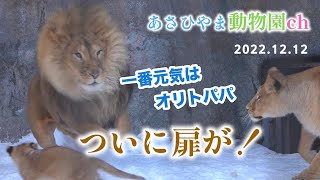 ほのぼのライオンファミリーオリト \u0026 イオ「ついに扉が」あさひやま動物園チャンネル《非公式》