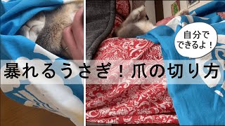 暴れるうさぎの爪切り/やり方/自分でできる/ネザーランドドワーフ/うさぎのルビー/うさぎ仰向け