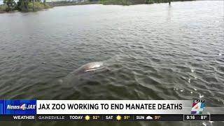 Manatee deaths on the rise