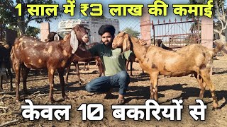 केवल 10 बकरियों से! 1साल में ₹3 लाख की कमाई! Only 10 bakriyo ka profit ₹3 lac. At Hans Goat Farm