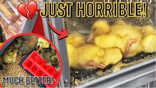 Tractor Supply's HORRIBLE Brooding Practices Continue...