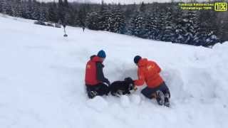 Fundacja TOPR - Trening lawinowy szczeniaka rasy Border Collie