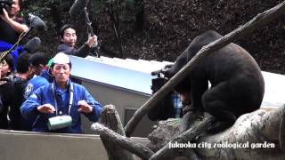 【HD】マレーグマと恵方巻き-スポットガイド@福岡市動物園/14-02-02-004