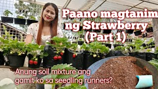 Paano magtanim Ng Strawberry Runners (Part 1) || Mga dapat tandaan sa pagtatanim Ng  runners