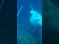 Beluga Whales at Georgia Aquarium