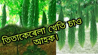 তিতা কেৰেলা খেতি কেনেকৈ কৰিছোঁ চাও আহক।