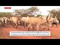 سوق أميت.. جسر للتواصل بين السودان وجنوب السودان