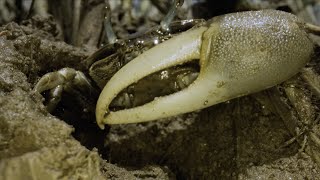 Crabs on the move: Climate migrants fiddle with the Great Marsh | Science News