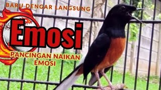 MURAI GACOR pancingan Ampuh agar murai emosi#muraigacor #muraibatu #murainusantara