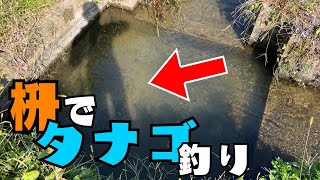 【小物釣り】秋のタナゴ釣り！とおばちゃん