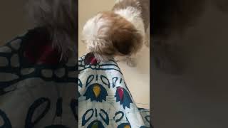 Dog funny video 😄 😍#trending #tiktok #dogtiktoks #trending #shorts