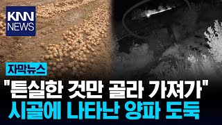 재배해 놓은 양파 뒀는데… 시골에 나타난 양파 도둑/ KNN