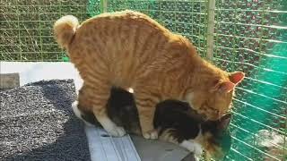 고양이 교배는 어떻게 이루어질까?(소리놀람주의) cat breeding