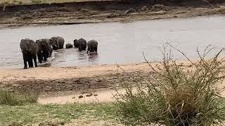 Serengeti Elephant herd crossing the Mara River (August 2020)