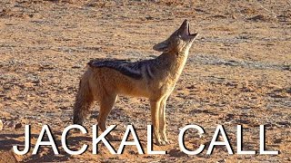 Black-backed Jackal call/sound