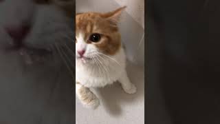 動くお水がすき❤#shorts#cat#にゃんこ#猫#かわいい猫#猫のいる暮らし#猫動画