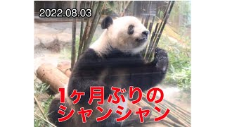 2022.08.03     1ヶ月ぶりのシャンシャン　シャンエアーリンゴで鼻息　#シャンシャン #上野動物園