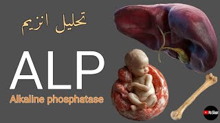 تحليل انزيم Alkaline phosphatase ☘️