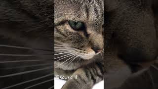 リクエストにおこたえして猫の動画あげます。#ねこ#きじねこ