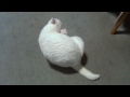 鳴いて振り返る白猫ユキ「見返り美人♪」【１】 white cat yuki looks back