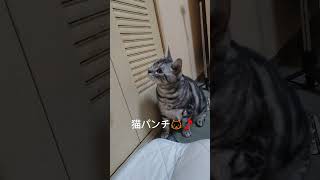 猫じゃらしを可愛く猫パンチしちゃうムチムチボディのアメリカンショートヘア🎵可愛い猫ちゃん🐱🎵