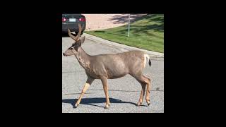 Two Mule Bucks Crash the Bird Feeder Party