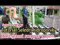 Tutorial seledri hidroponik dari semai sampai panen@onosuhana