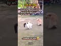 teritoryo ko to cat vs. dog shorts amazing viral aggressivecat supercat catvsdog thefight