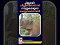 കാട്ടില്‍ ചില്ലിക്കൊമ്പന്‍ നാട്ടില്‍ ചെല്ലക്കൊമ്പന്‍ chillikkomban