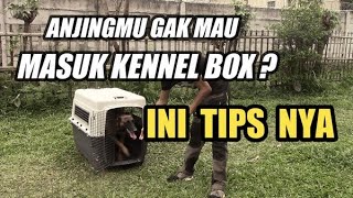 TIPS MELATIH ANJING MASUK KENNEL BOX