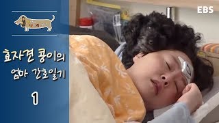 세상에 나쁜 개는 없다 - 효자견 콩이의 엄마 간호일기_#001