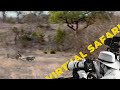 Lions Ambush Leopard Family: Explained- Virtual Safari #245