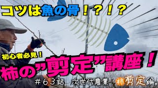 柿の剪定やり方｜このやり方でおばあちゃんでもできます。柿の剪定をわかりやすく解説！！｜田舎暮らし。