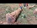 cutting sonokeling rosewood trees with chainsaw sthil sustainable forest