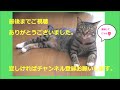 ♯91【猫のほのぼのする話】俺の車のタイヤで爪研ぎしていた野良猫