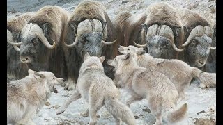 Animals fight Wolves vs Musk oxens