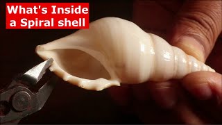 What's Inside a SPIRAL SEASHELL