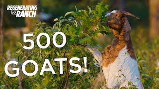 Adding 500 Goats to Our Ranch - Regenerating the Ranch Ep 5