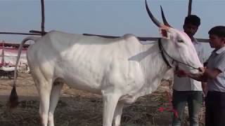 Muscular cows and bulls of khillar breed