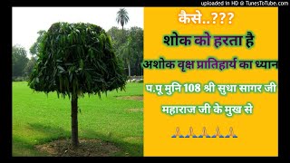 कैसे करे अशोक वृक्ष का ध्यान( How To Do Ashoka Tree Meditation)मुनिश्री के मुखारबिंद से