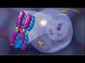 meiosis in both plants and animals explained biology lessons