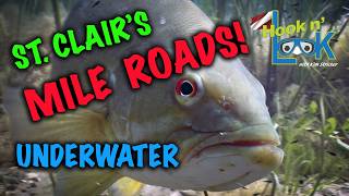 Lake St Clair Mile Roads Underwater Tour & Tips!