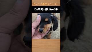 妹を助ける長女　#ブリーダー直販 #ミニチュアダックス子犬 #ミニチュアダックスパピー  #子犬