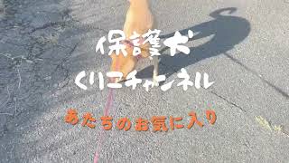 涼しい朝のお散歩　　Walking in the cool morning