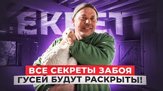 Забой гусей: самые подробные инструкции от фермера “Моего Подворья” 🤯🔍🐓